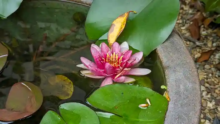 勝林寺(京都府)