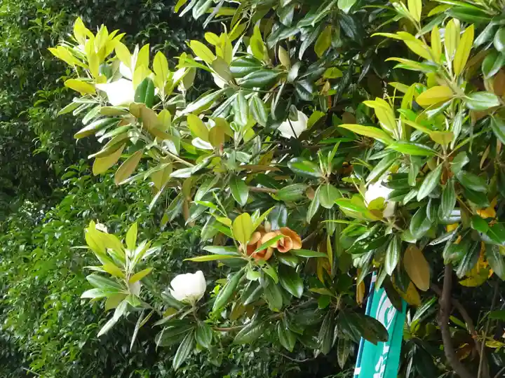 亀ケ池八幡宮の自然