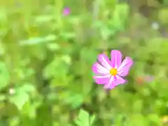 伊勢神社の自然