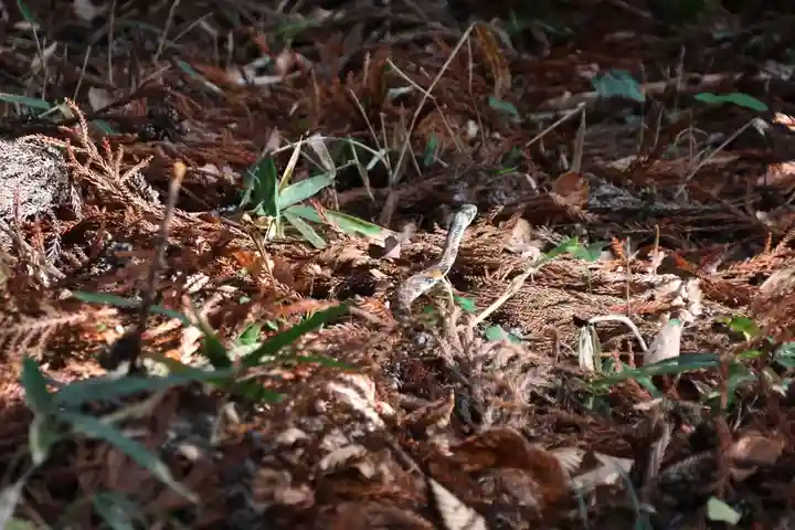 鹿島大神宮の動物