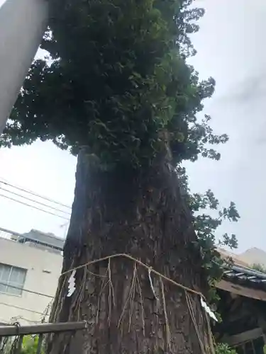 柏神社の自然