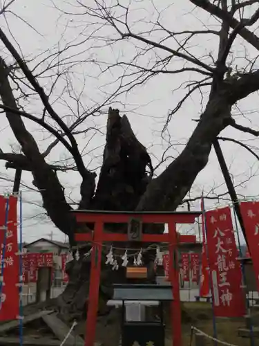 秩父今宮神社の自然