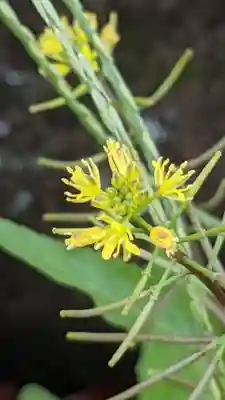 八幡神社の自然