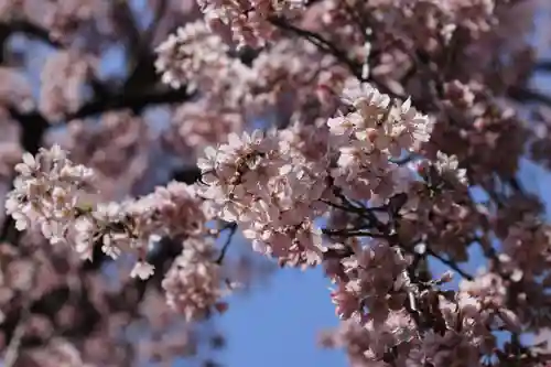 愛宕神社の自然