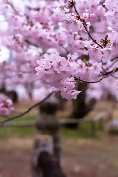 新城藤原神社(長野県)
