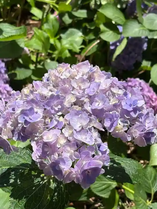 市杵島神社(高萩八幡宮境内社)(茨城県)