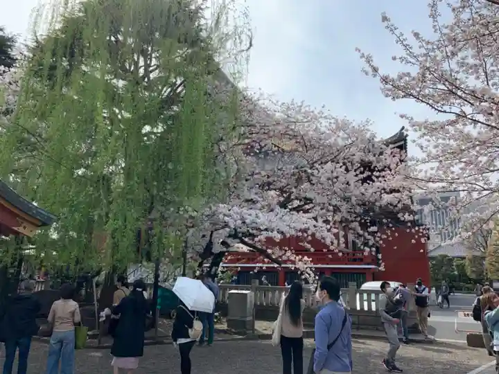 浅草神社の自然