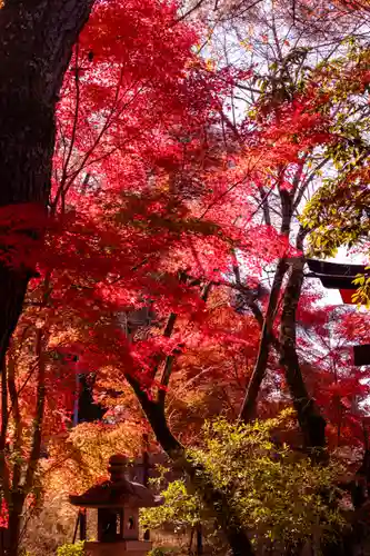 宇治上神社(京都府)