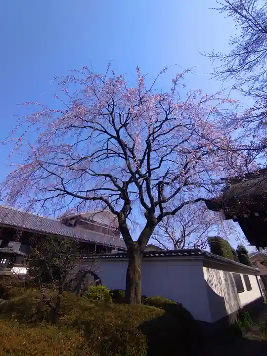 松月院(東京都)