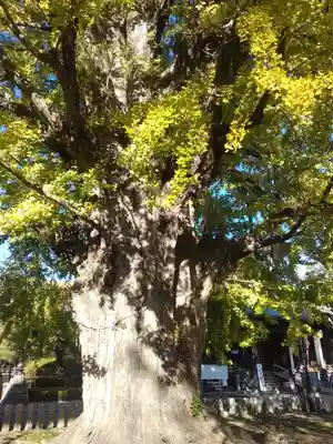 鑁阿寺(栃木県)