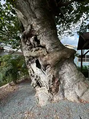 蔵林寺(京都府)