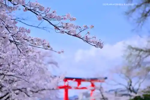 富士山本宮浅間大社(静岡県)