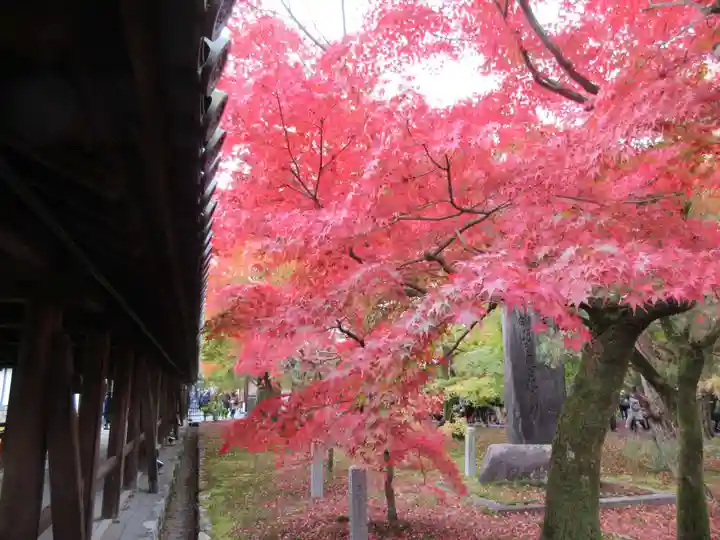 東福禅寺(東福寺)の自然