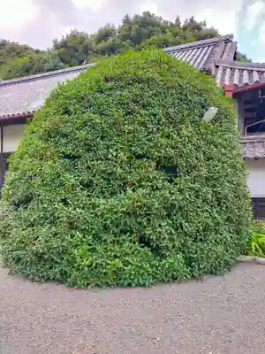 常安寺(三重県)