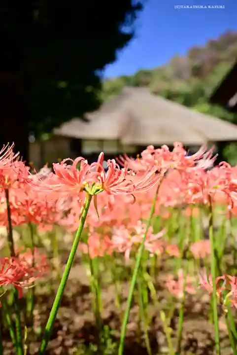 横浜 西方寺の自然