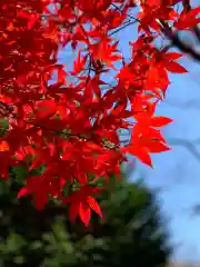 新倉富士浅間神社の自然