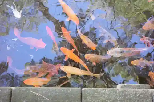 西新井大師総持寺の動物