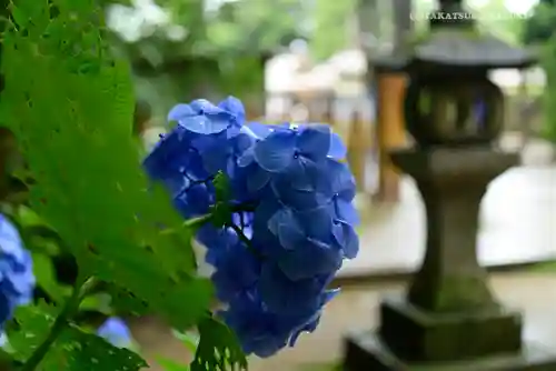 奥宮(鹿島神宮摂社)の自然