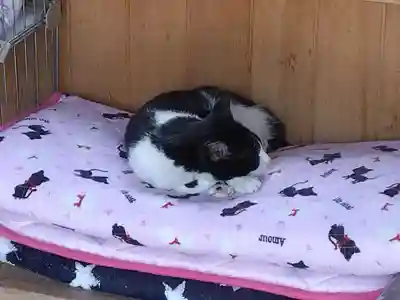 御誕生寺（猫寺）の動物