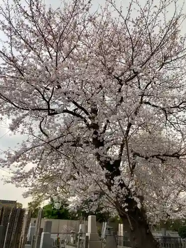 池上本門寺の自然