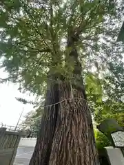 葛西神社(東京都)