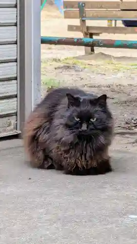 今井神社の動物