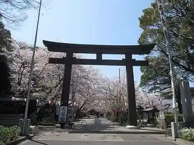 愛知縣護國神社の鳥居