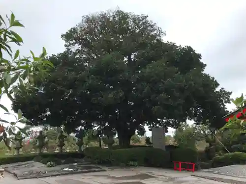 神祇大社の自然