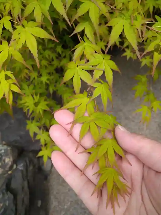晴明神社の自然
