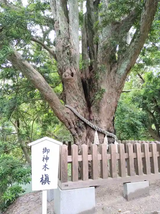 安房神社の自然