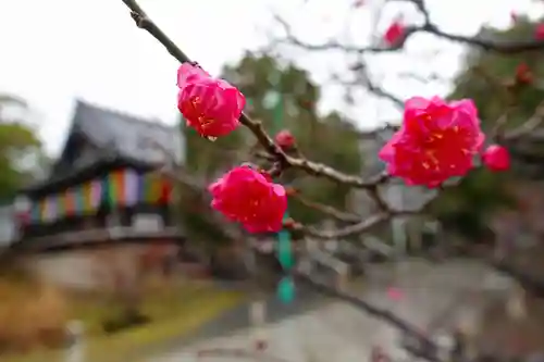 根来寺 智積院の自然