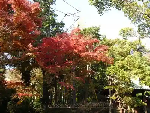 浄光明寺の自然