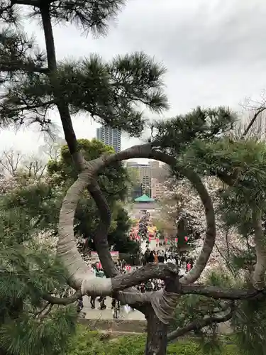 寛永寺不忍池弁天堂の自然