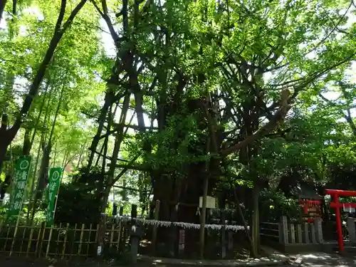稲毛神社の自然