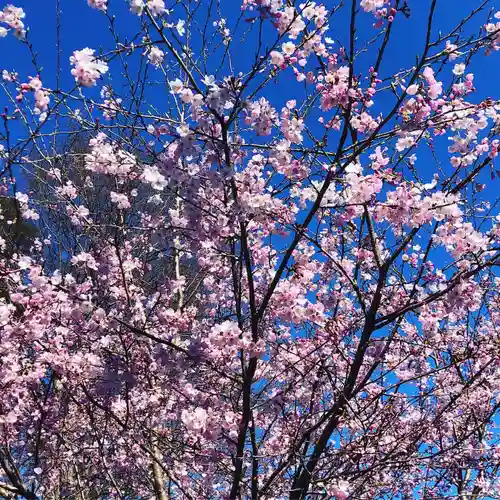 糀谷八幡宮の自然