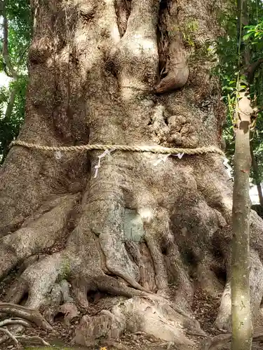 川津来宮神社の自然