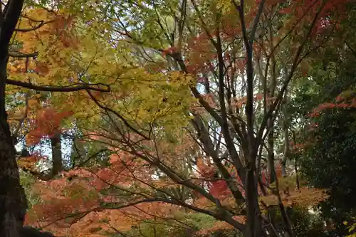 廬山寺（廬山天台講寺）の自然