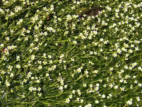 小烏神社(福井県)