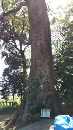 袖師神明宮の自然