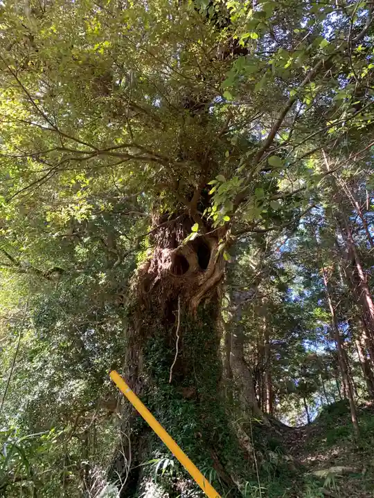 薬師如来の自然