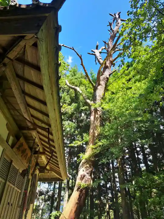八幡神社の{uncategorized: "未分類", other: "その他", undefined: "問題あり", building: "その他建物", grave: "お墓", sacred_gate: "鳥居", guardian: "狛犬", statue: "像", buddha: "仏像", history: "歴史", nature: "自然", garden: "庭園", animal: "動物", pagoda: "塔", temizu: "手水舎", mountain_gate: "山門・神門", sanctuary: "本殿・本堂", subordinate: "末社・摂社", art: "芸術", scenery: "景色", jizo: "地蔵", ema: "絵馬", goshuin: "御朱印", omikuji: "おみくじ", items: "授与品その他", amulet: "お守り", goshuincho: "御朱印帳", eats: "食事", festival: "お祭り", votive_dance: "神楽", shichigosan: "七五三参", wedding: "結婚式", experience: "体験その他", initially: "初詣", around: "周辺", anti_infection: "感染症対策"}