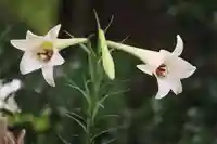 開成山大神宮の庭園