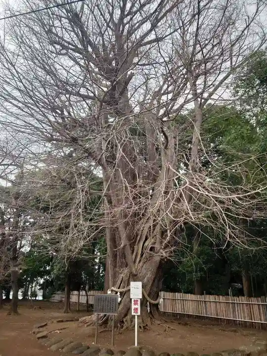 峯ヶ岡八幡神社(埼玉県)