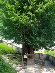 堤治神社の自然