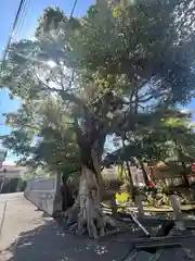 相模国総社六所神社(神奈川県)