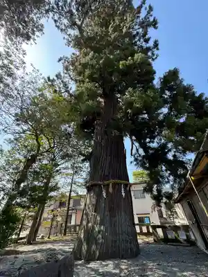 飛驒一宮水無神社(岐阜県)