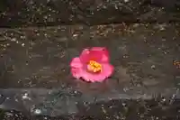 大六天麻王神社の自然