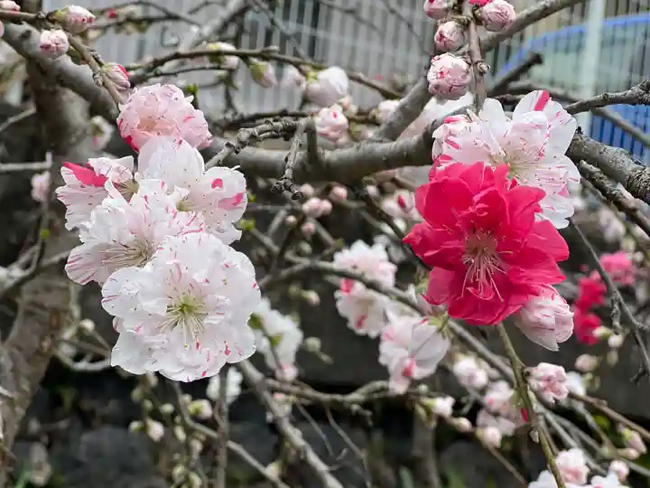 富士山本宮浅間大社の自然