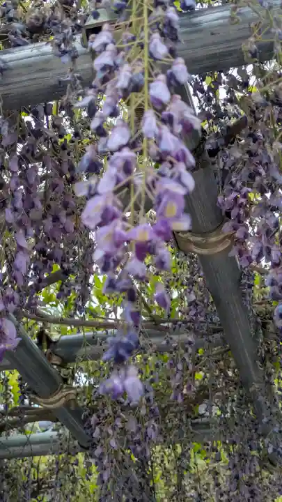 大松禅寺(京都府)