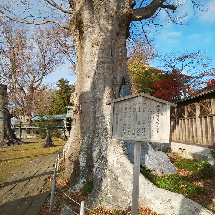 若宮八幡宮の自然